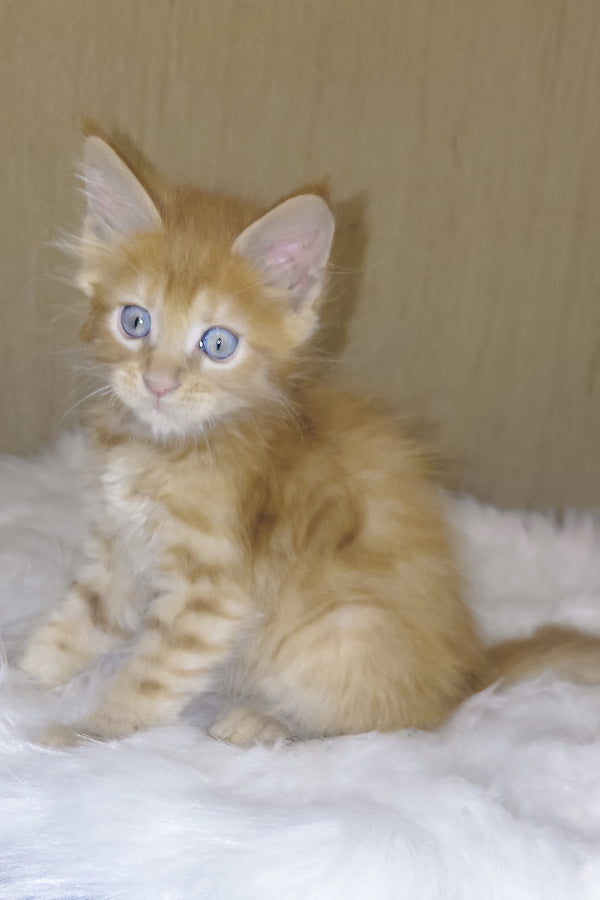 Baron | Maine Coon Kitten