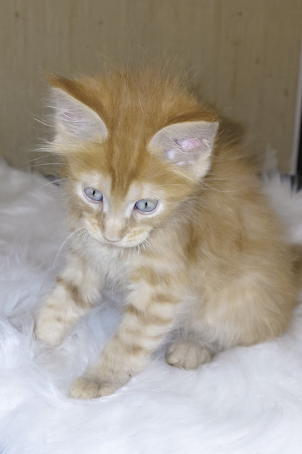 Baron | Maine Coon Kitten