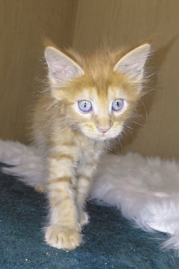 Baron | Maine Coon Kitten