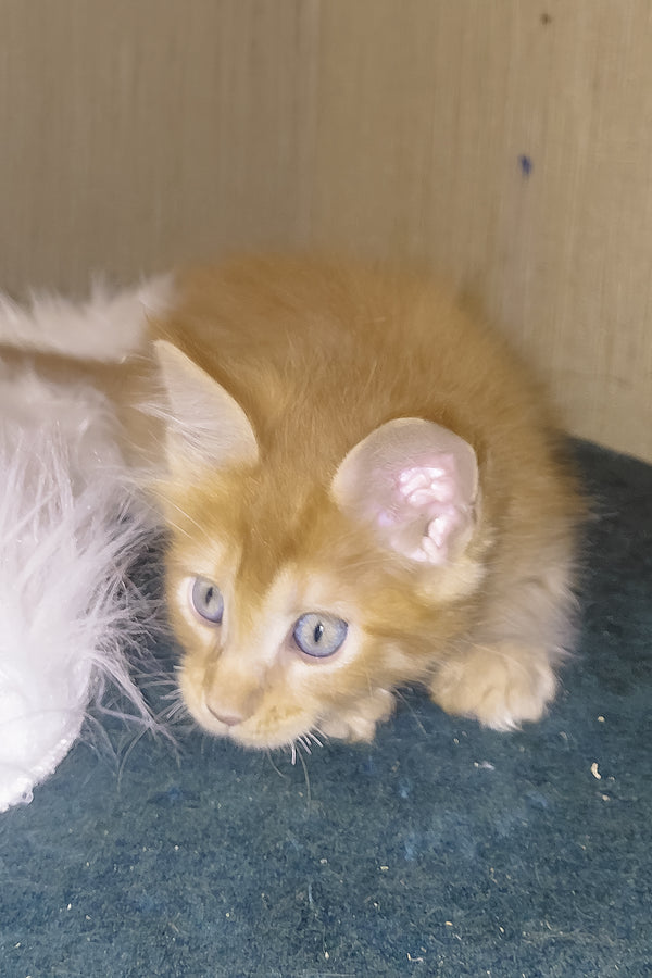Baron | Maine Coon Kitten