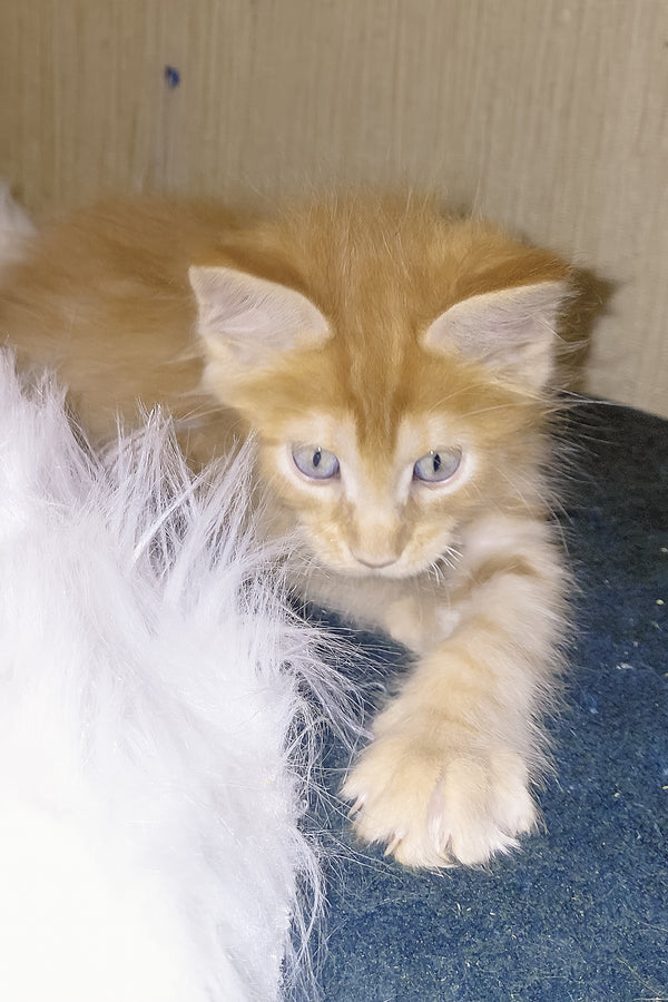 Baron | Maine Coon Kitten