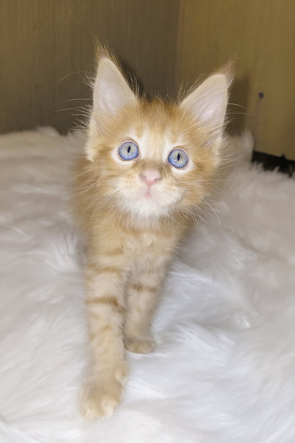Baron | Maine Coon Kitten