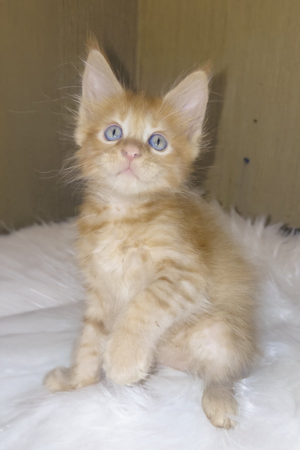 Baron | Maine Coon Kitten