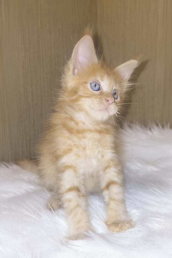 Baron | Maine Coon Kitten