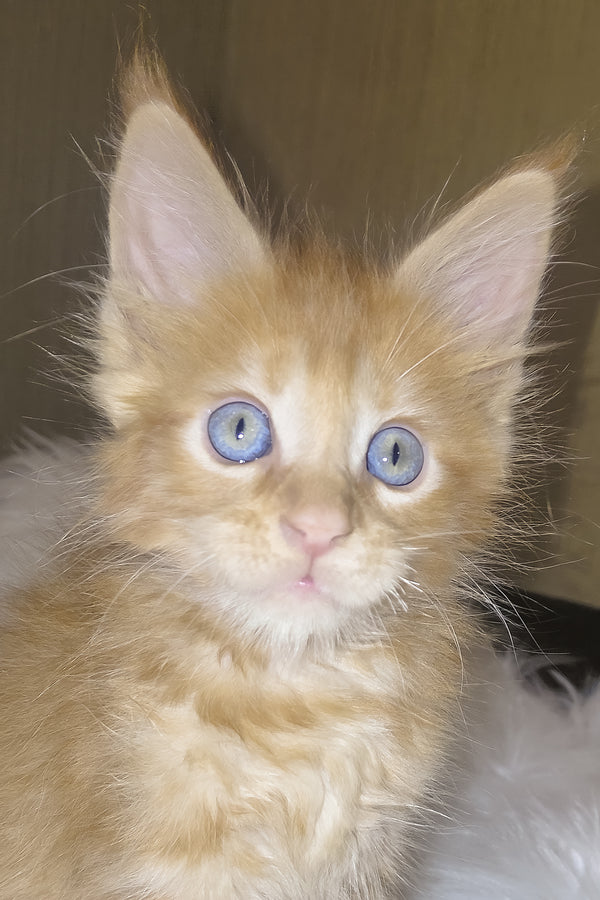 Baron | Maine Coon Kitten