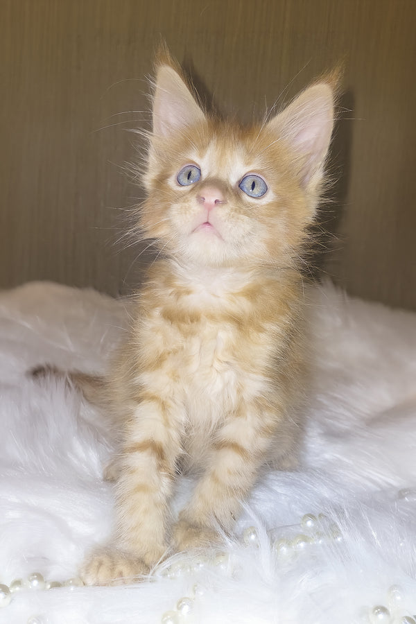 Baron | Maine Coon Kitten