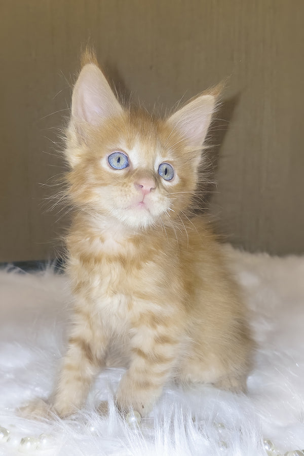 Baron | Maine Coon Kitten