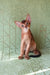 Barry | Abyssinian Kitten