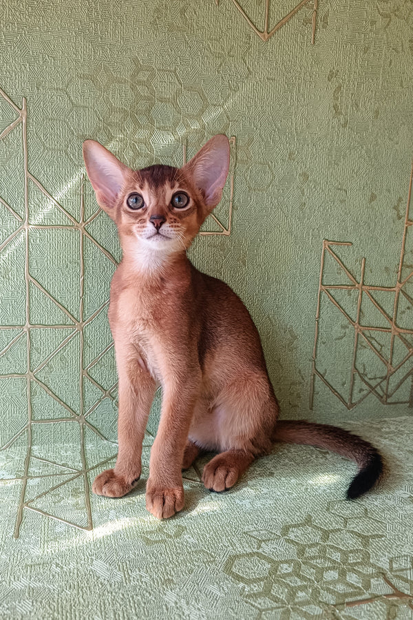 Barry | Abyssinian Kitten