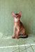 Barry | Abyssinian Kitten