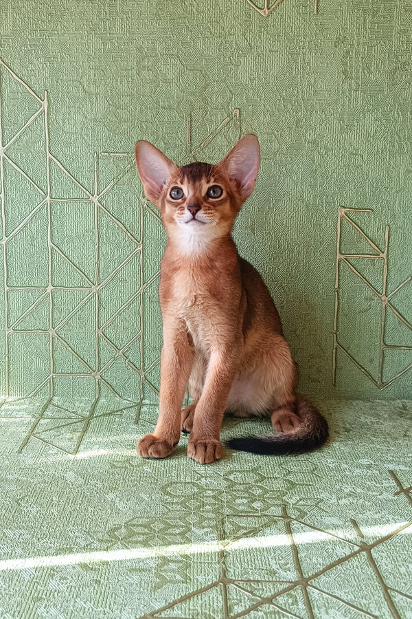 Barry | Abyssinian Kitten
