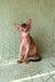 Barry | Abyssinian Kitten