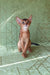 Barry | Abyssinian Kitten