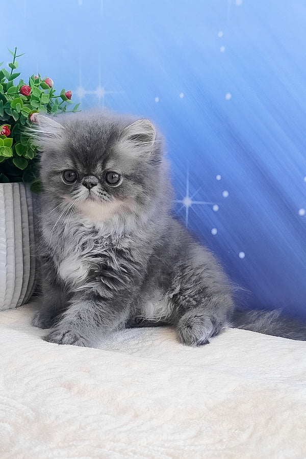 Bars | Persian Kitten