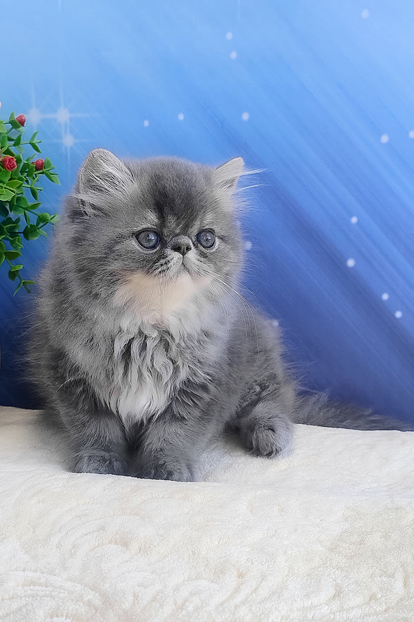 Bars | Persian Kitten
