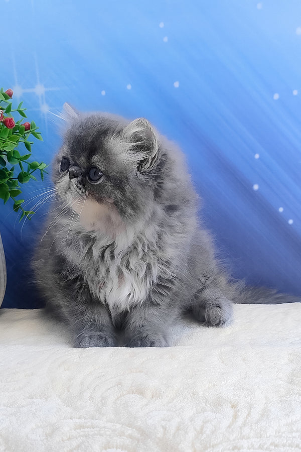 Bars | Persian Kitten