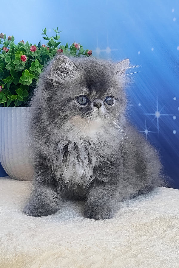 Bars | Persian Kitten