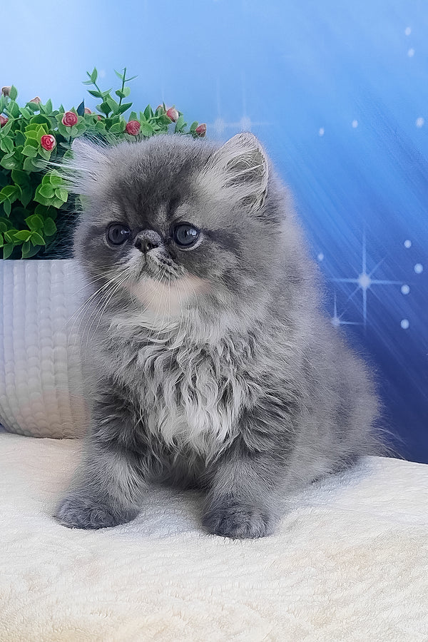 Bars | Persian Kitten