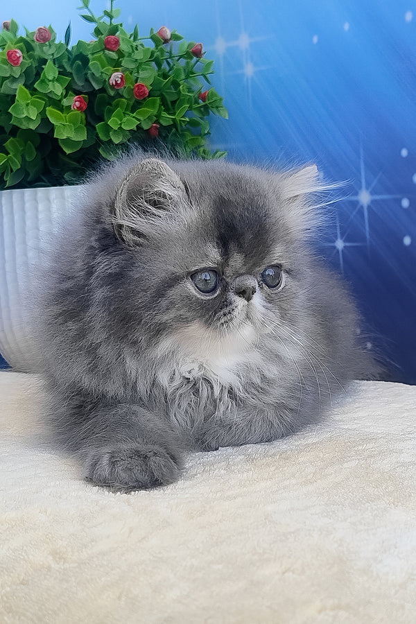 Bars | Persian Kitten