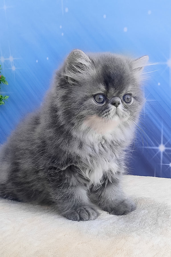Bars | Persian Kitten