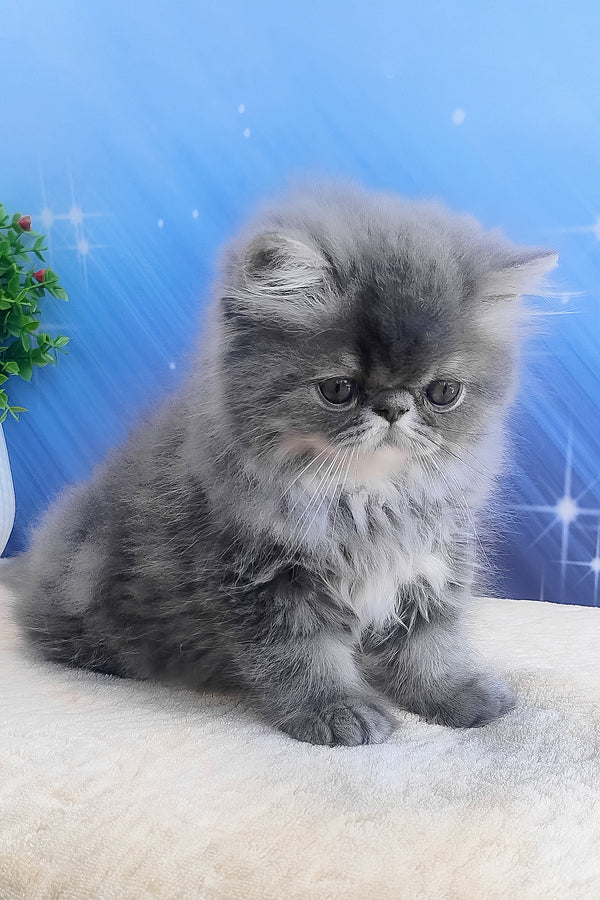Bars | Persian Kitten