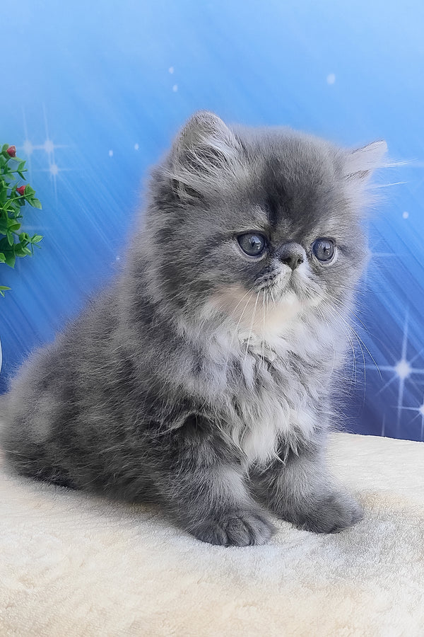 Bars | Persian Kitten