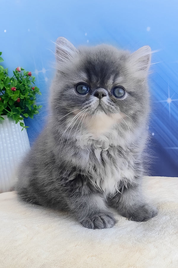 Bars | Persian Kitten
