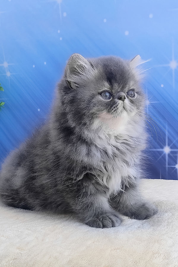 Bars | Persian Kitten