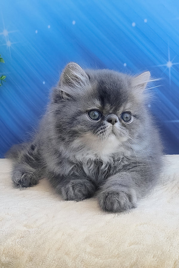Bars | Persian Kitten