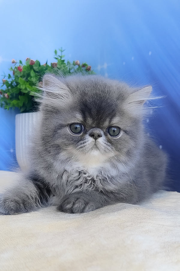 Bars | Persian Kitten
