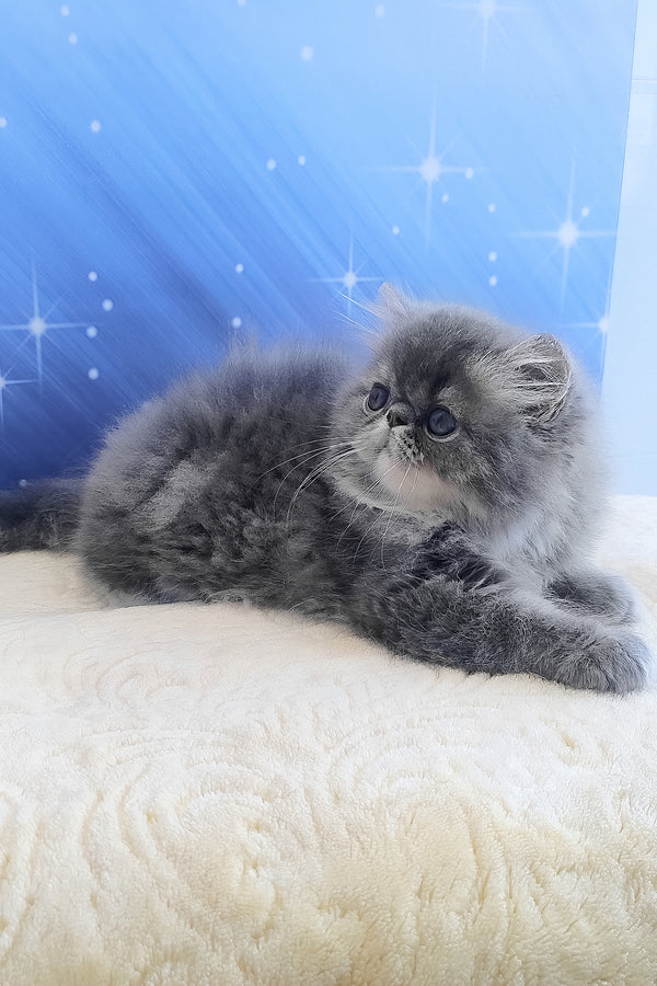 Bars | Persian Kitten