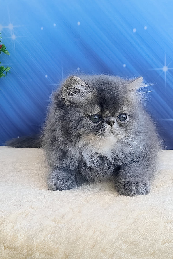 Bars | Persian Kitten