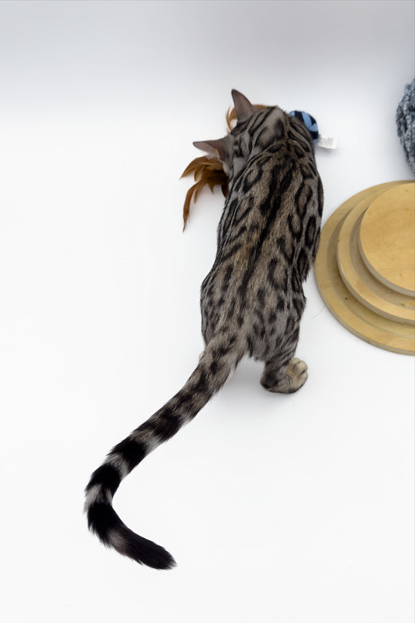 Bartacus | Bengal Kitten