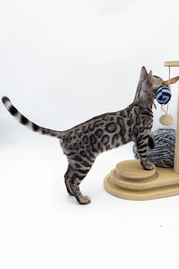 Bartacus | Bengal Kitten