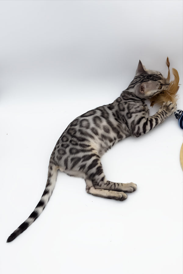 Bartacus | Bengal Kitten