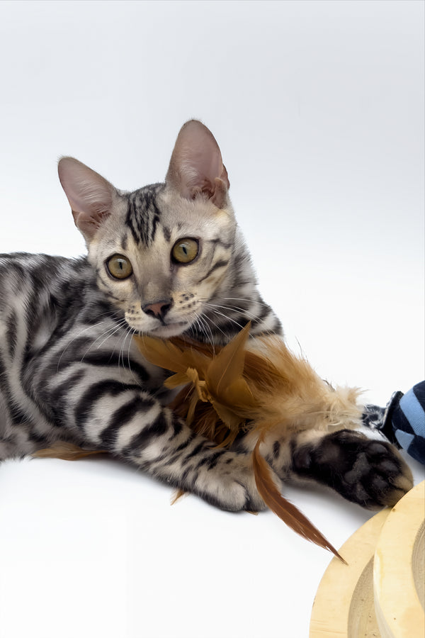 Bartacus | Bengal Kitten