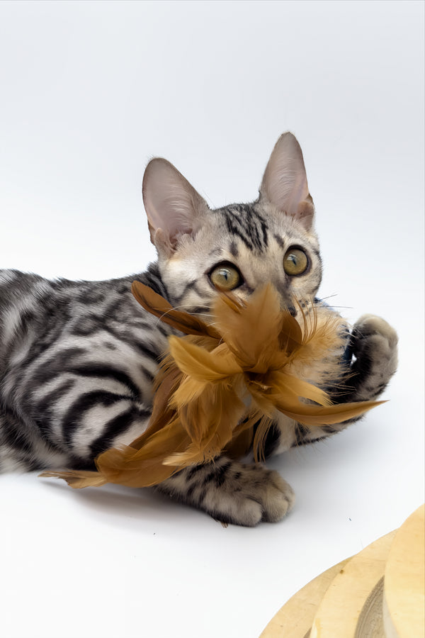 Bartacus | Bengal Kitten
