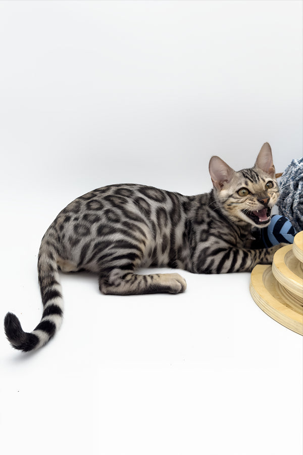Bartacus | Bengal Kitten