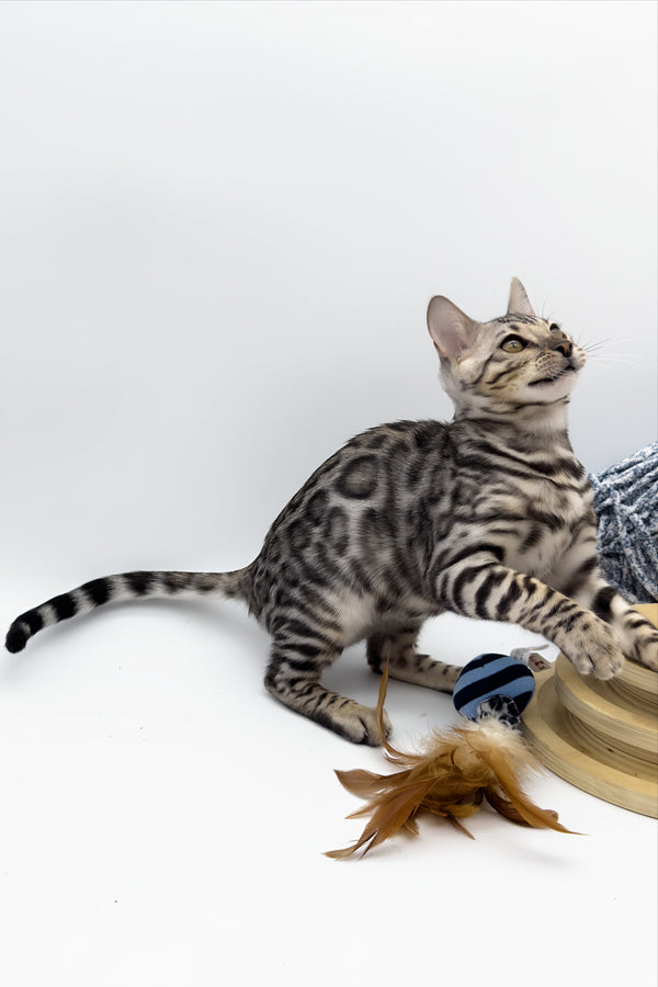 Bartacus | Bengal Kitten