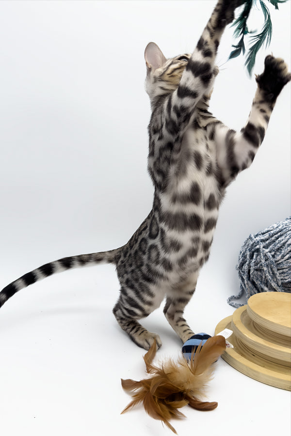 Bartacus | Bengal Kitten