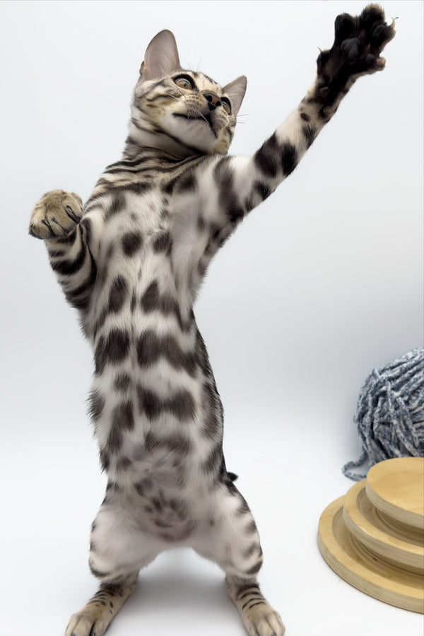 Bartacus | Bengal Kitten