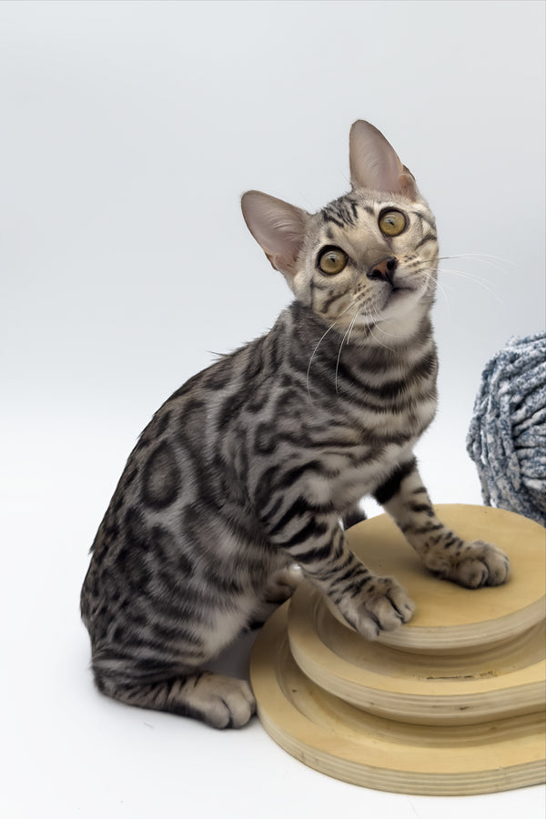 Bartacus | Bengal Kitten