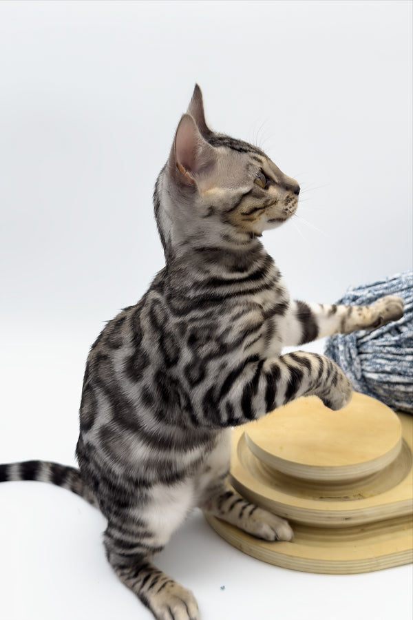 Bartacus | Bengal Kitten