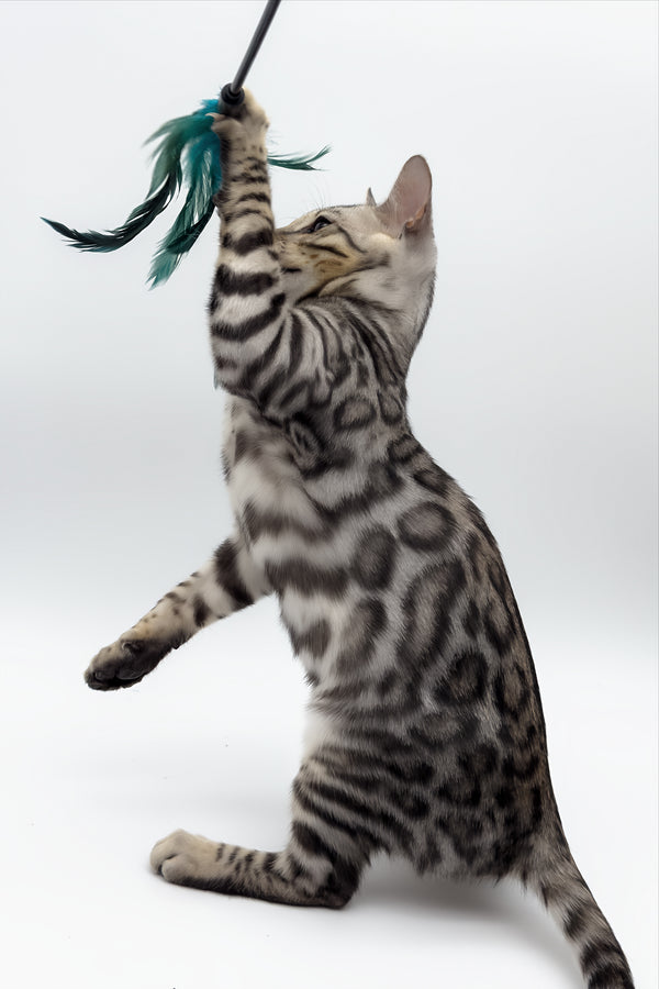 Bartacus | Bengal Kitten
