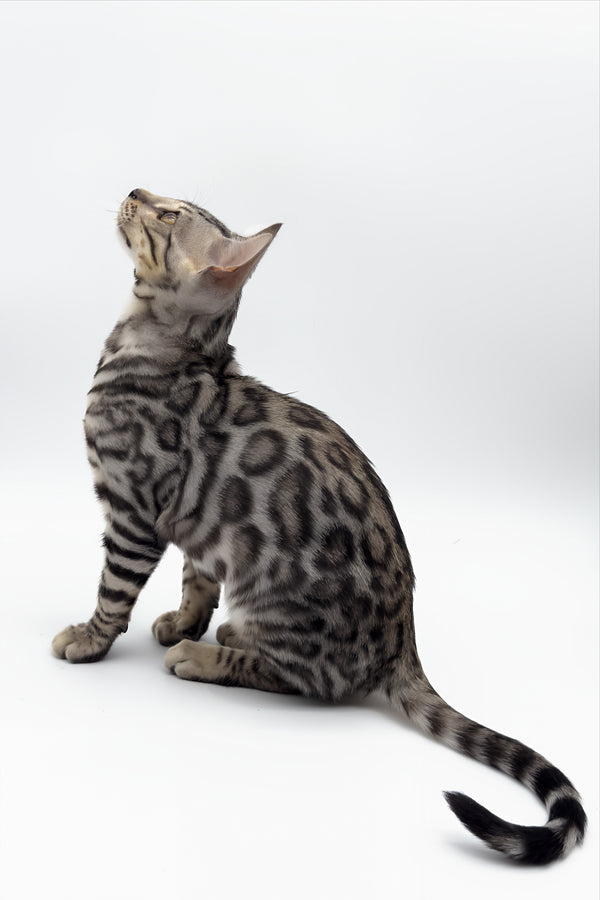 Bartacus | Bengal Kitten
