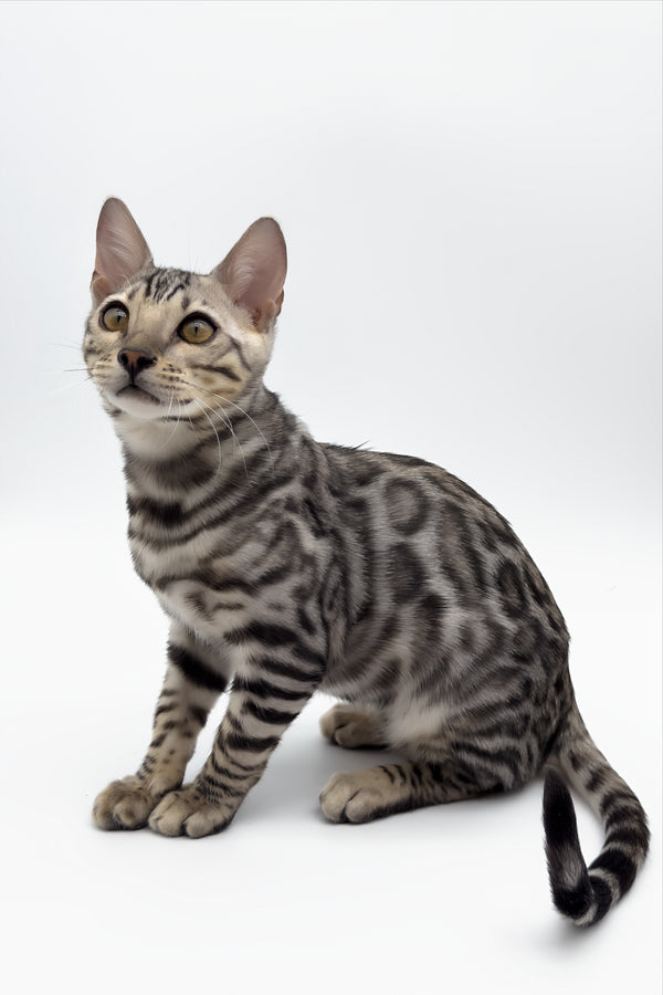 Bartacus | Bengal Kitten