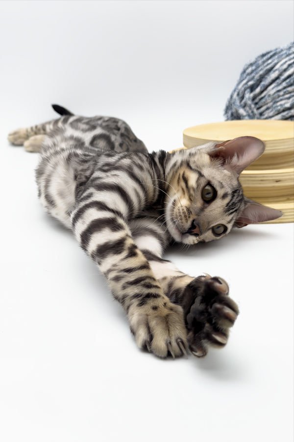 Bartacus | Bengal Kitten