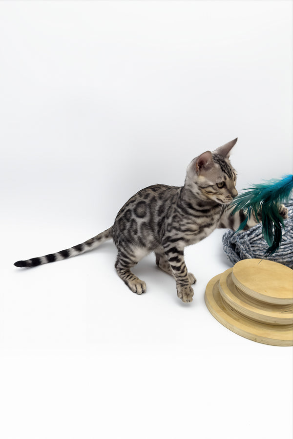 Bartacus | Bengal Kitten