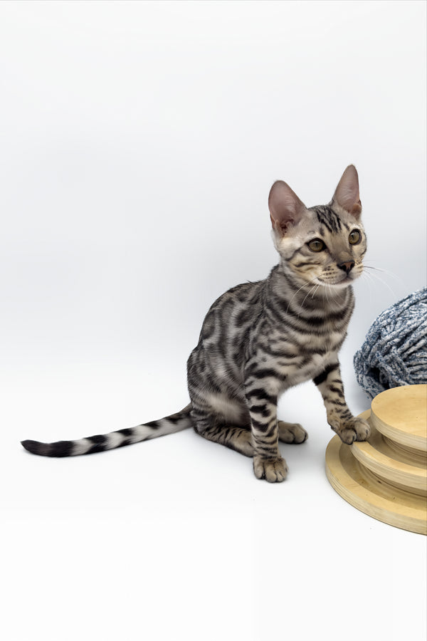 Bartacus | Bengal Kitten