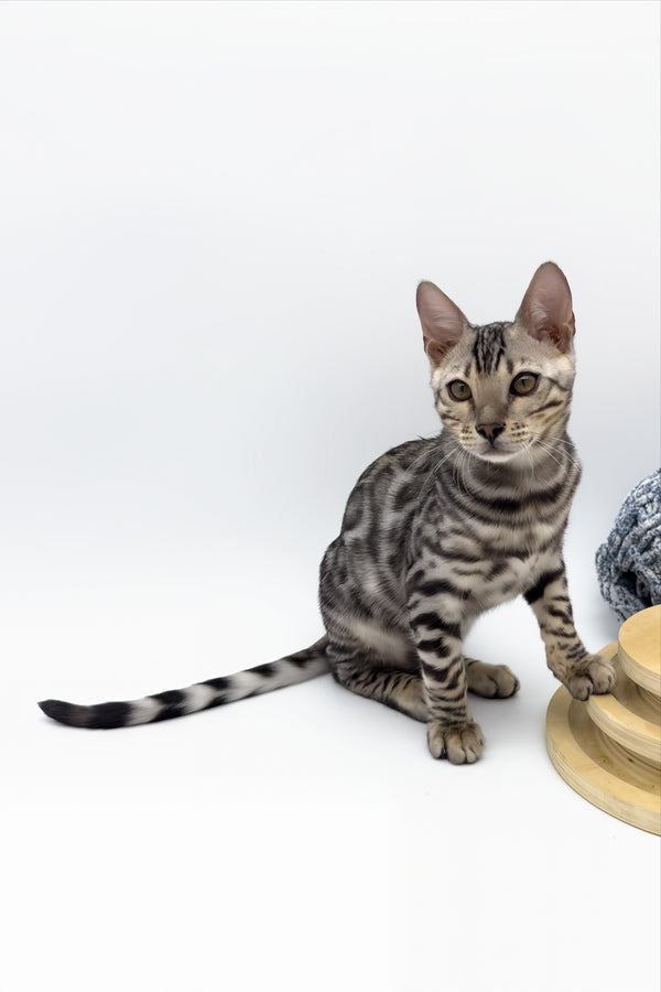 Bartacus | Bengal Kitten